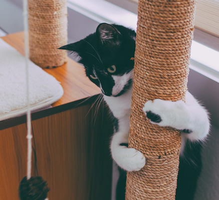 Cat Playing Near a Cat Scratching Post